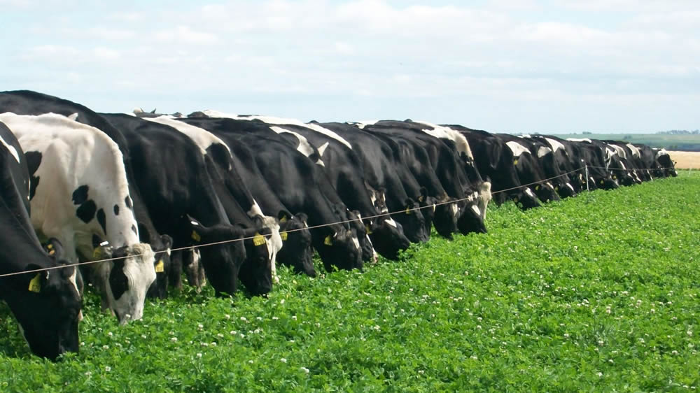Un sistema de monitoreo permite saber el comportamiento de las vacas las 24 horas