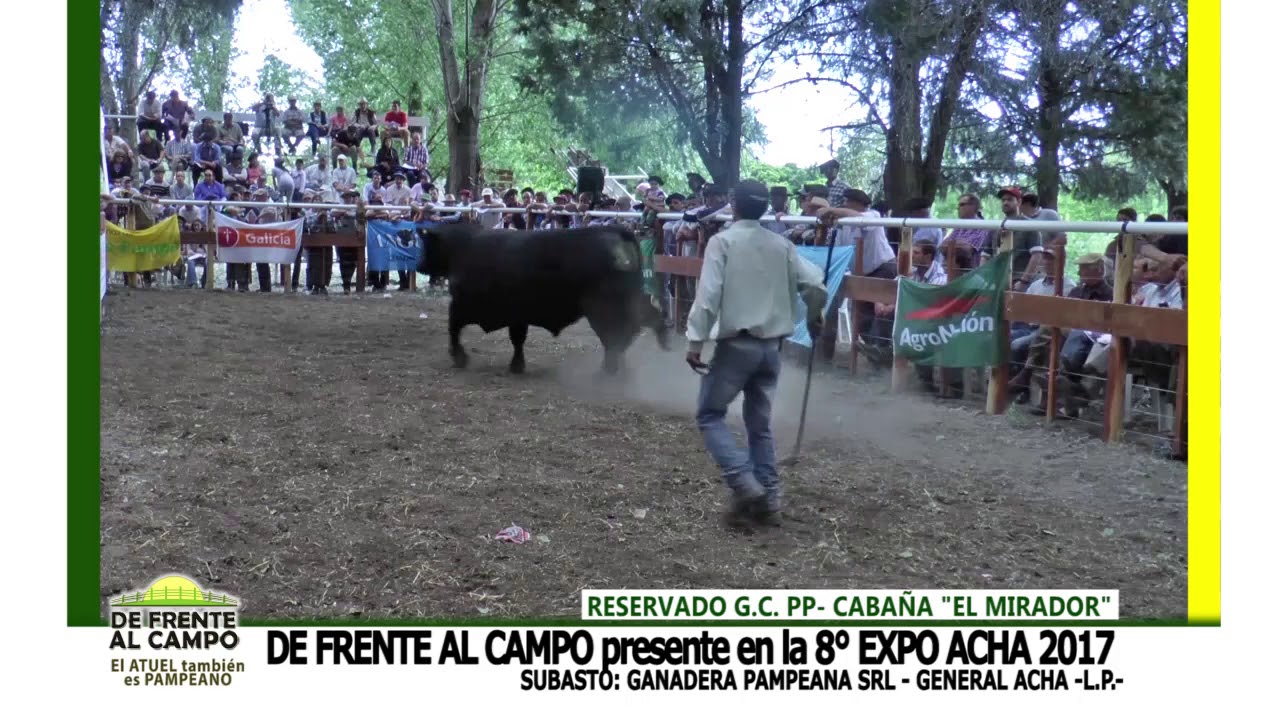 Remate Angus PP Lote Reservado GC – Cabaña El Mirador de Ruiz Perez y Cia en Expo Acha 2017