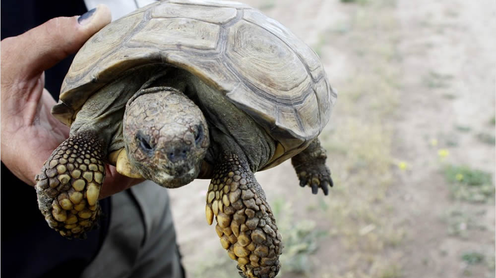 Liberación de Tortugas Terrestres