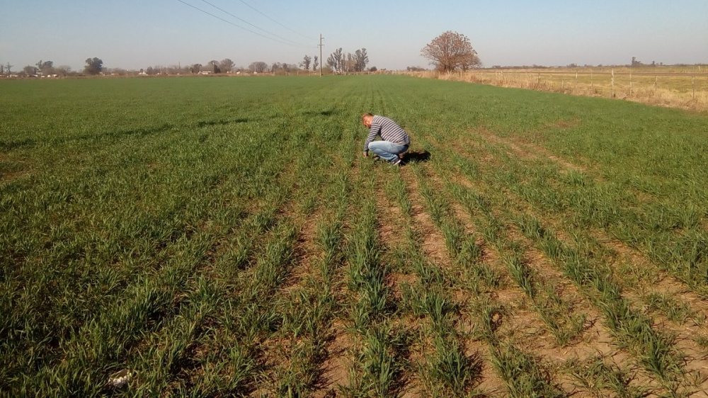 Productores bonaerenses pueden acceder al «Análisis Gratuito de Calidad de Trigo»