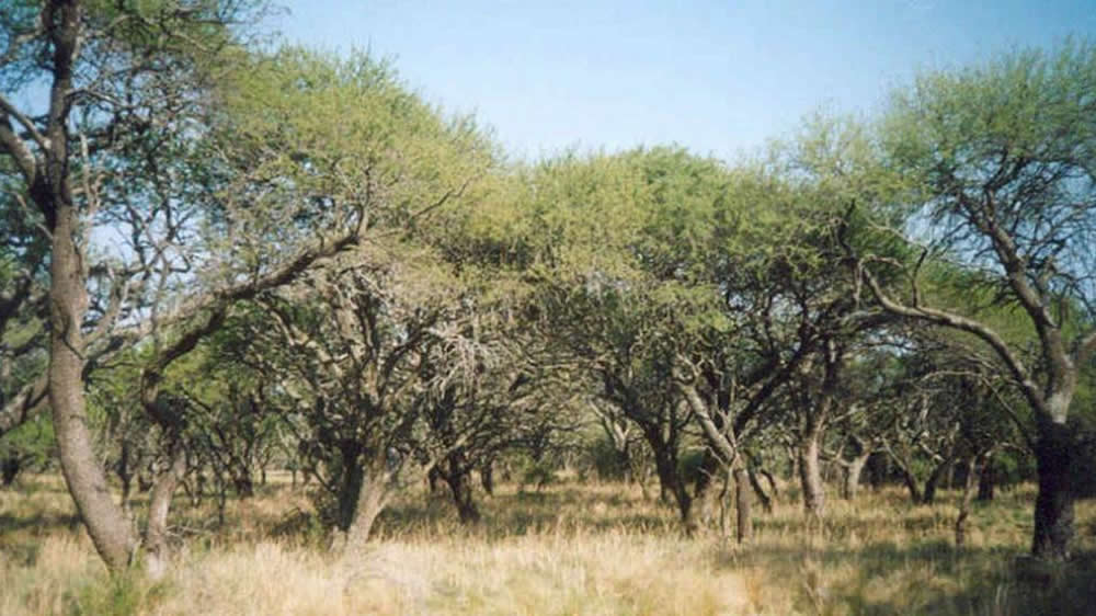 Avanza la implementación del programa manejo de Bosques con Ganadería Integrada