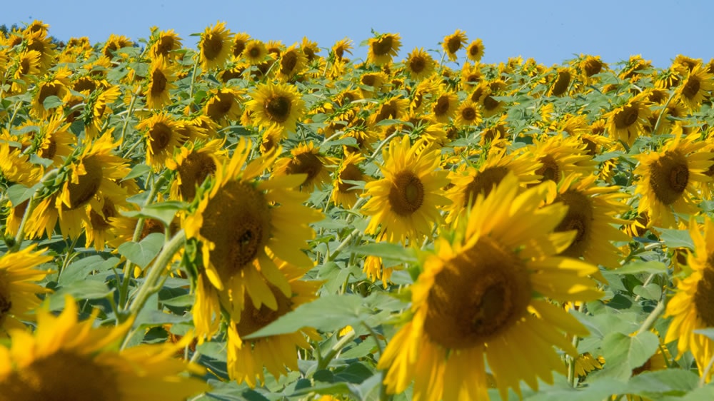 Recortan 50.000 hectáreas de la proyección de siembra de girasol a nivel nacional