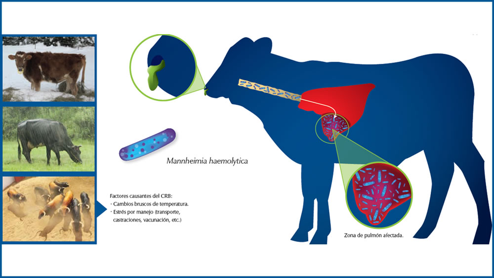 Complejo respiratorio bovino: evidencia de circulación viral múltiple en un establecimiento de cría