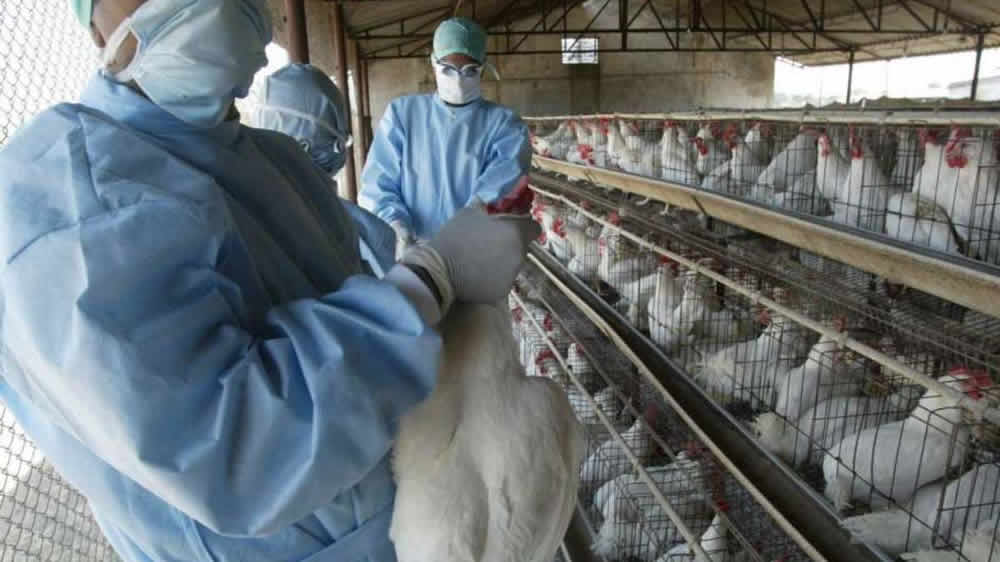 Corea del sur detecta cepa de gripe aviar