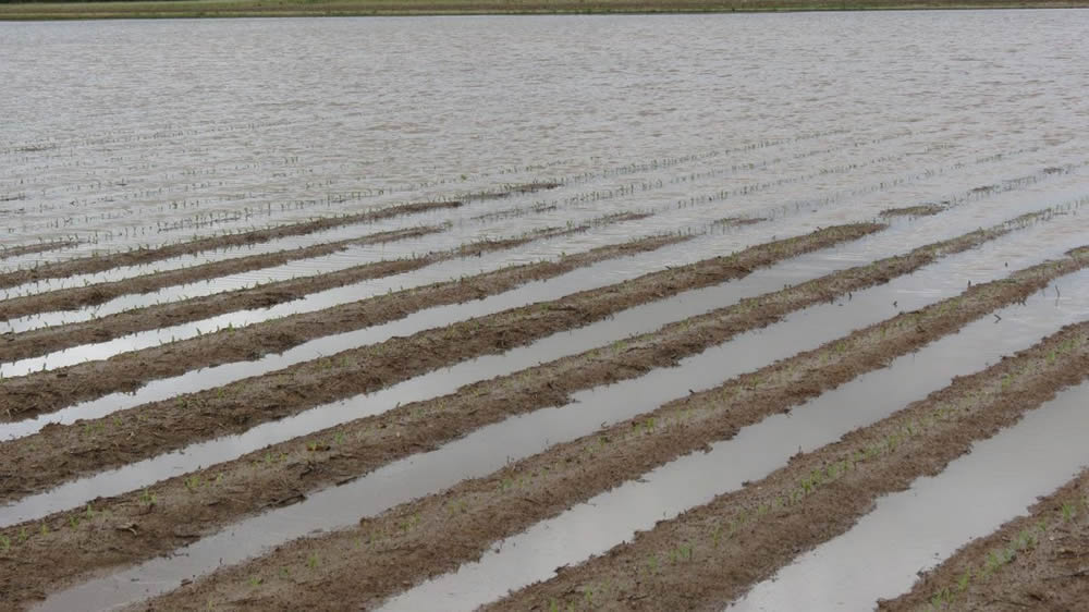 Aumentó el área afectada por excesos hídricos