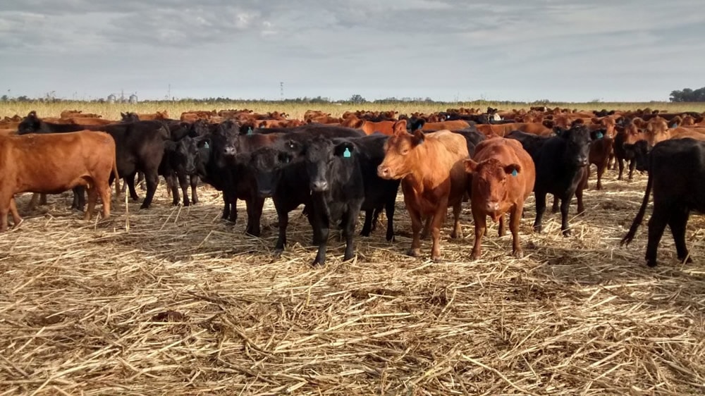 Mercados Ganaderos: Invernada y cría: en marcha