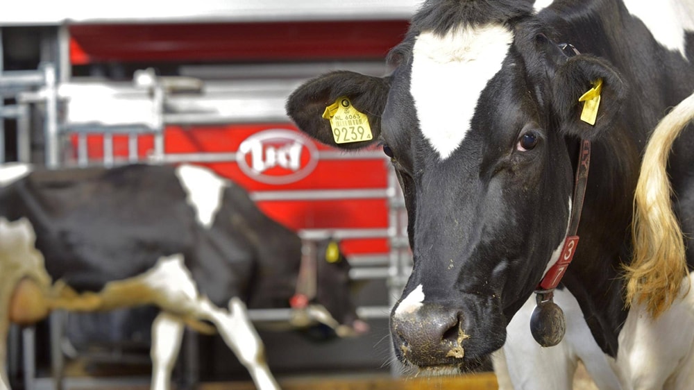 Números finales, en baja: Aacrea estima que la producción de leche 2017 caerá 8,4%