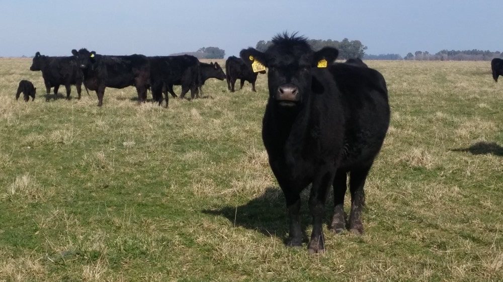 Estiman que la producción de carne vacuna en 2018 será 2% inferior a la registrada en 2017