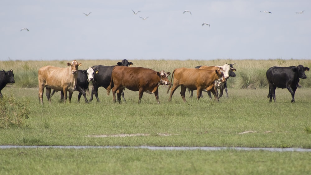 Fortalezas de la ganadería en pastizal: costos bajos y alta producción de forraje y de carne