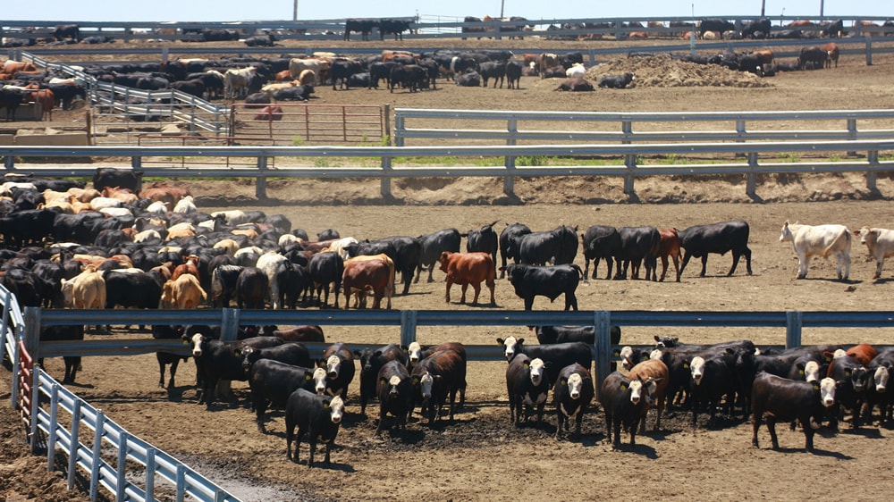 En 5 años el 80% de la carne argentina se terminará a corral