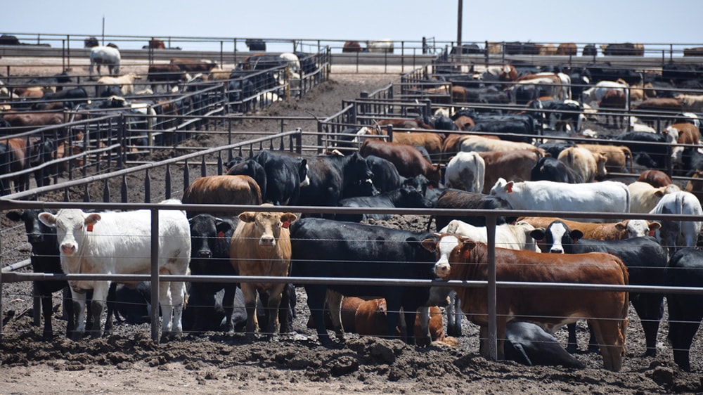 Insumo/Producto: A feedlot lleno