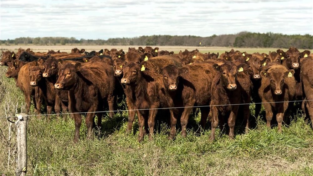 Cómo ven los productores el futuro de la ganadería argentina