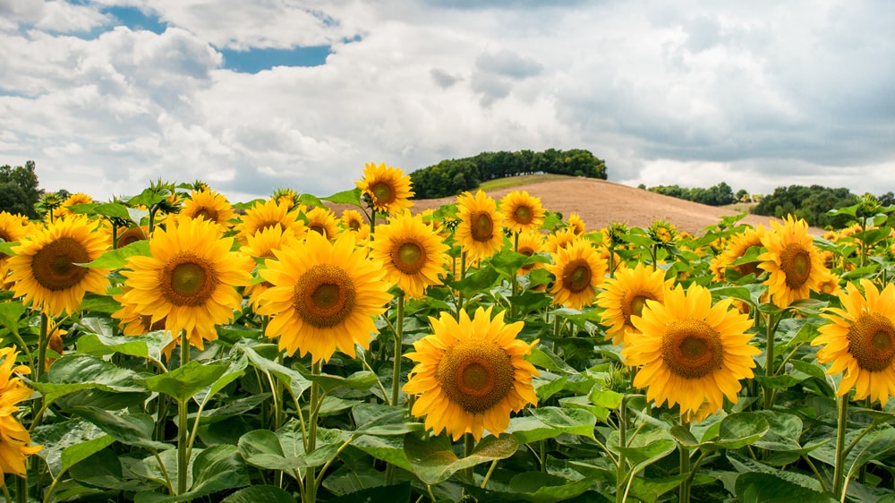 Bunge refuerza su gestión en la cadena productiva de girasol