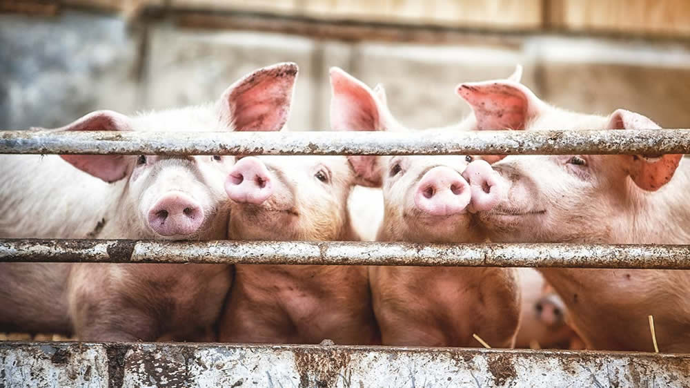 Carne porcina: la Argentina envía a EE.UU. un informe sobre la importación