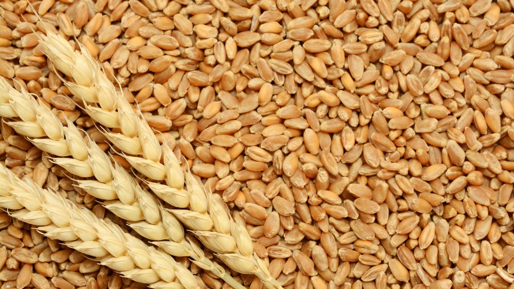 ¿Qué indican las primeras muestras de calidad del trigo?