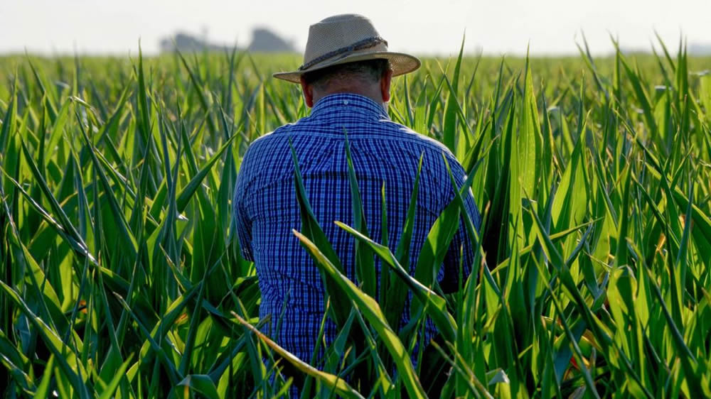 Realizarán una prueba piloto para el Censo Agropecuario de 2018