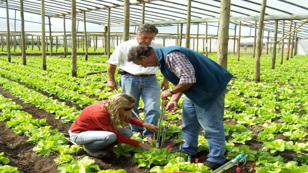 Productores de varias provincias participarán de ‘La Horticultura en La Pampa’