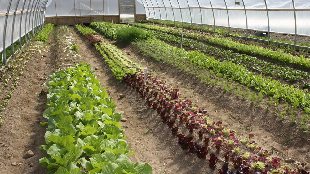 XVIII Jornada “La Horticultura en La Pampa”