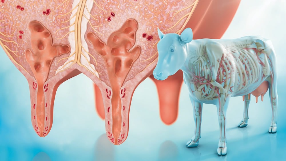 El costo económico de la Mastitis en vacuno lechero – evaluación y cálculo