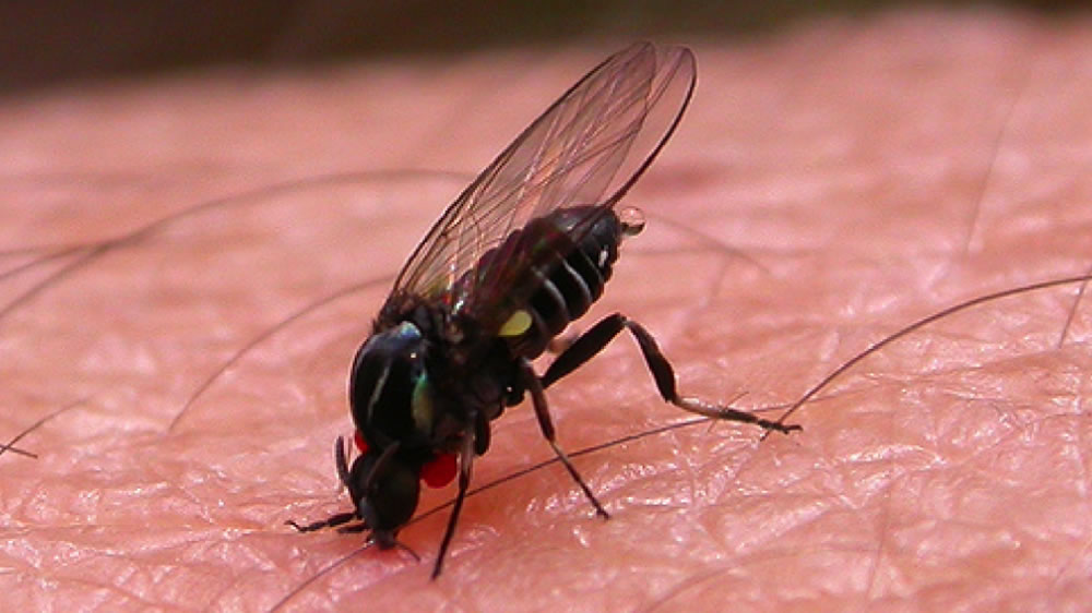 Una mosca que muerde a personas y al ganado se hizo plaga en zona de inundaciones