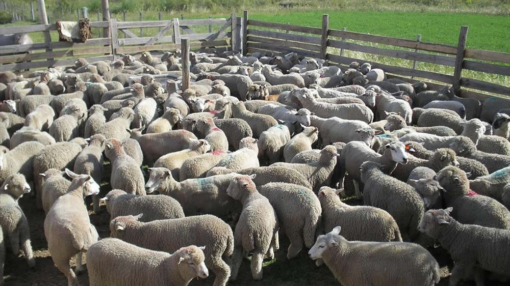 Ovejas y corderos