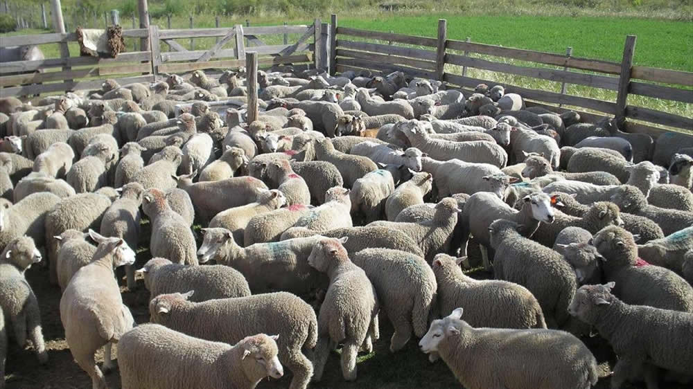 Otra carne con identificación de origen: cordero mesopotámico