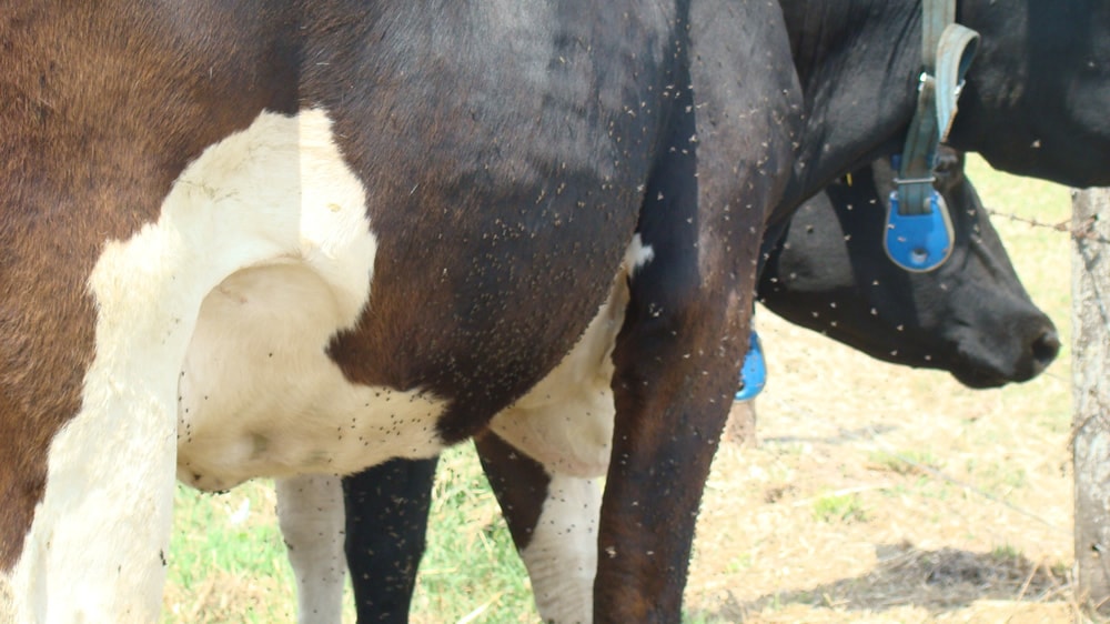Parasitosis externa en vacas
