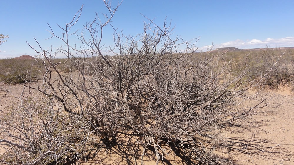 Sequía en La Pampa