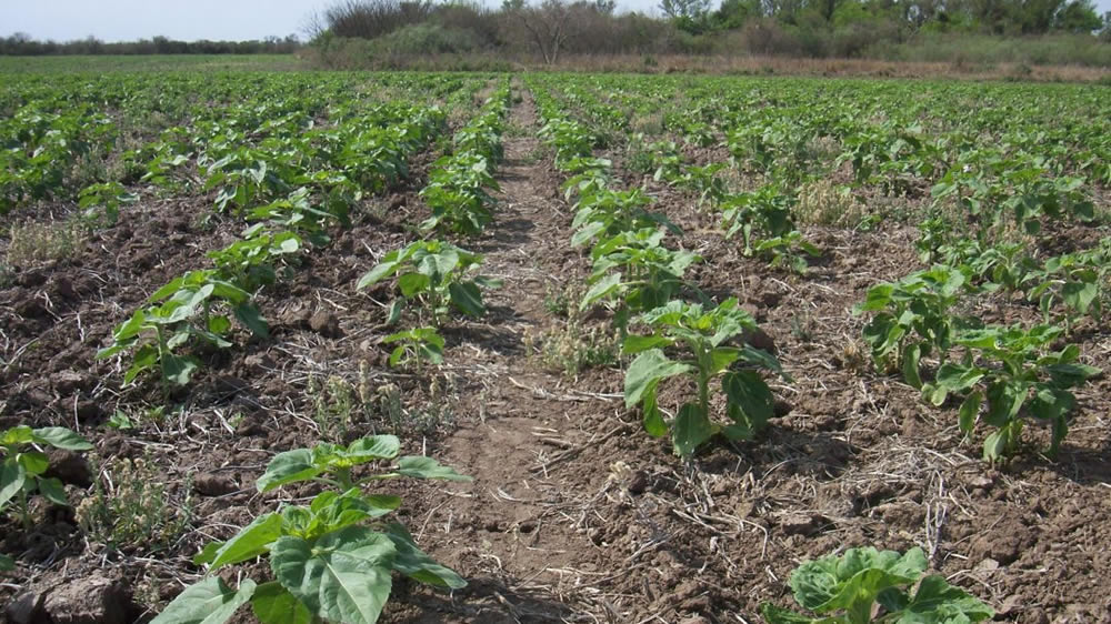 Comenzó la siembra de girasol en el sur bonaerense y pampeano