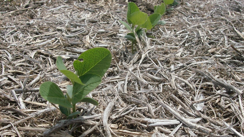 La Niña provoca el mayor retraso de la siembra en la historia argentina