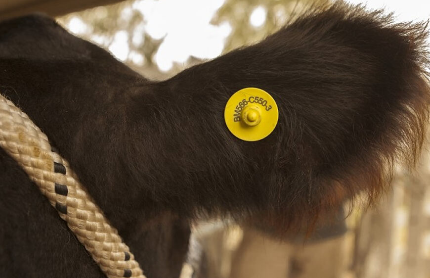 Determinaron los requisitos para habilitar la comercialización de dispositivos de identificación electrónica de animales
