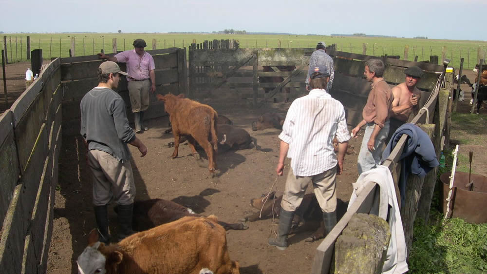 Coronavirus: Decálogo para el trabajo en la manga y corrales en el campo