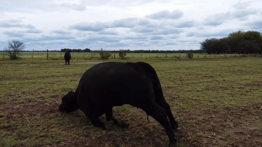 Video: Bovino con intoxicación con phalaris angusta en la zona pampeana