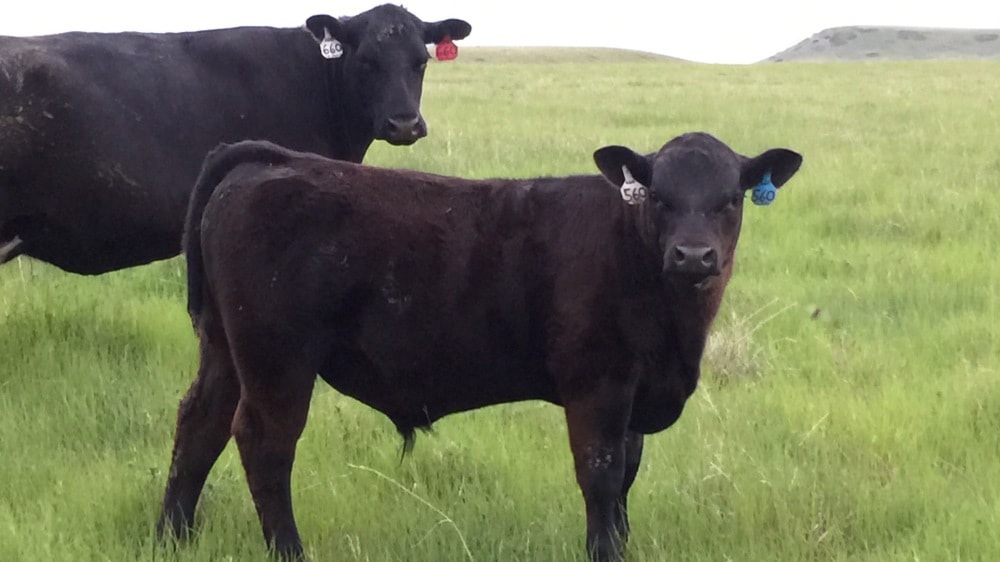 La condición corporal como herramienta de manejo en rodeos de cría bovina