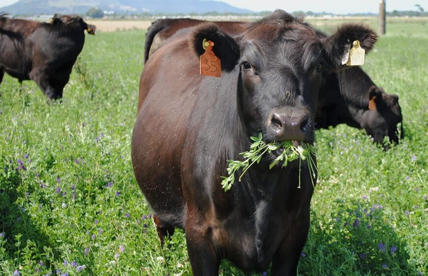 ¿Cuánto alimento habrá para los animales? Investigadores predicen el forraje disponible con satélites