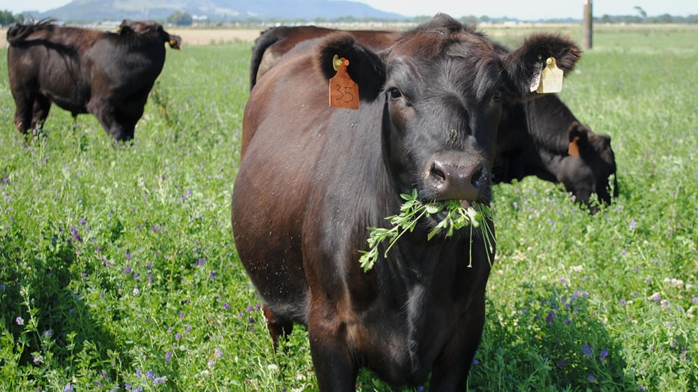 Vacas Angus comiendo alfalfa