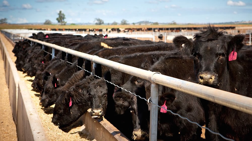 Santafesinos pondrían un feedlot en África