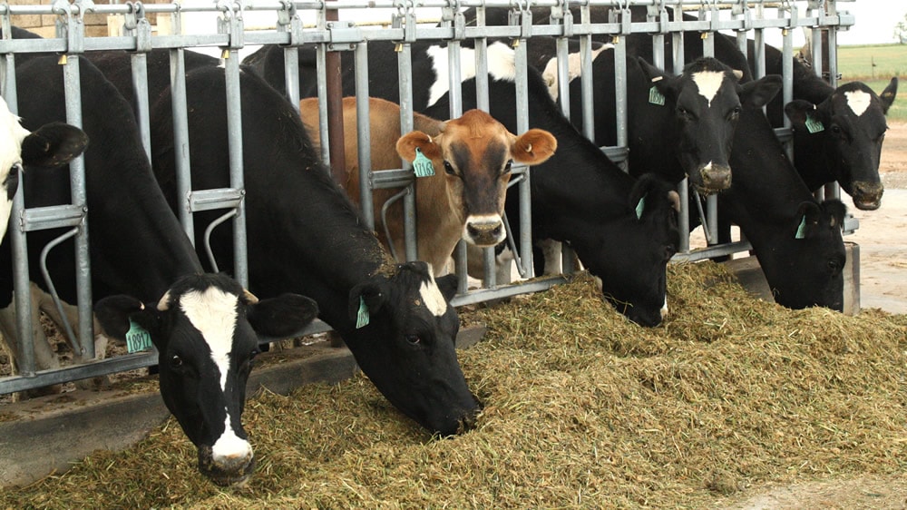 Vacas Holstein y Jersey comiendo