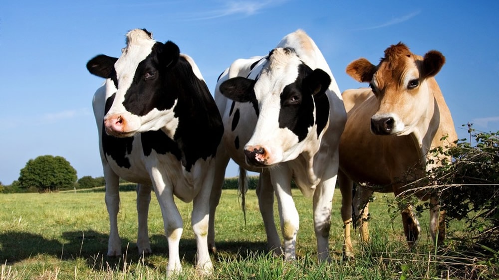 Vacas Holstein y Jersey en el campo