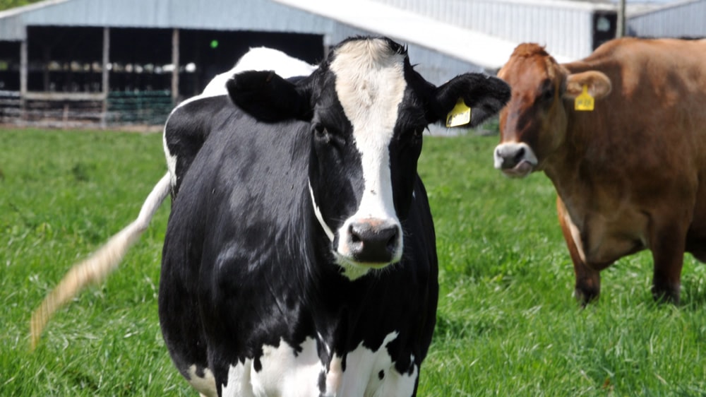 Vacas Holstein y Jersey