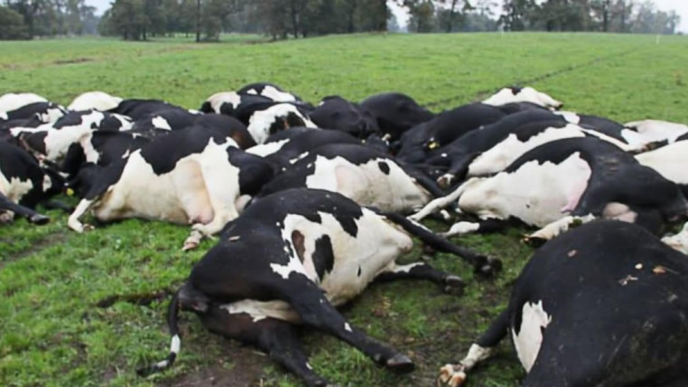 Intoxicación en bovinos por exceso de urea: una muerte casi asegurada
