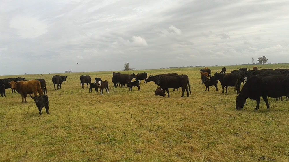 Vacas y terneros en el campo