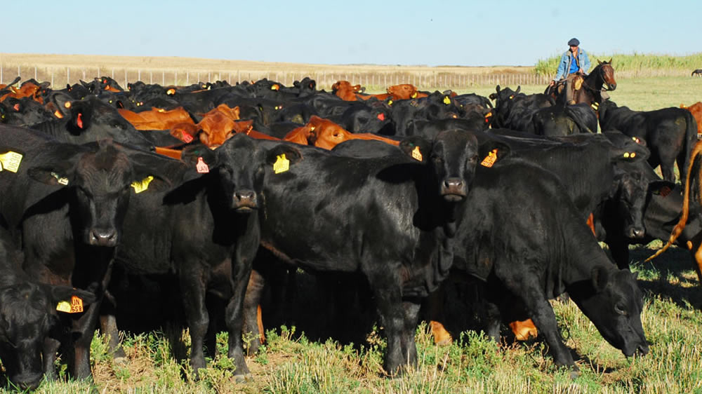 Vacas: con la suba de precios, el descarte y la venta se agudizan