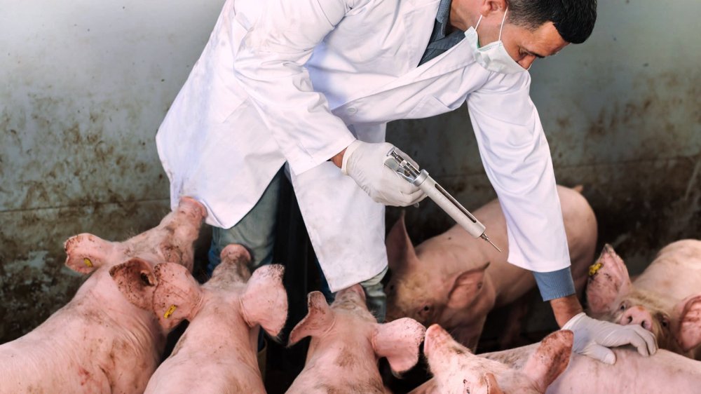 En Escocia modifican los genes de los cerdos para hacerlos inmunes al PRRS
