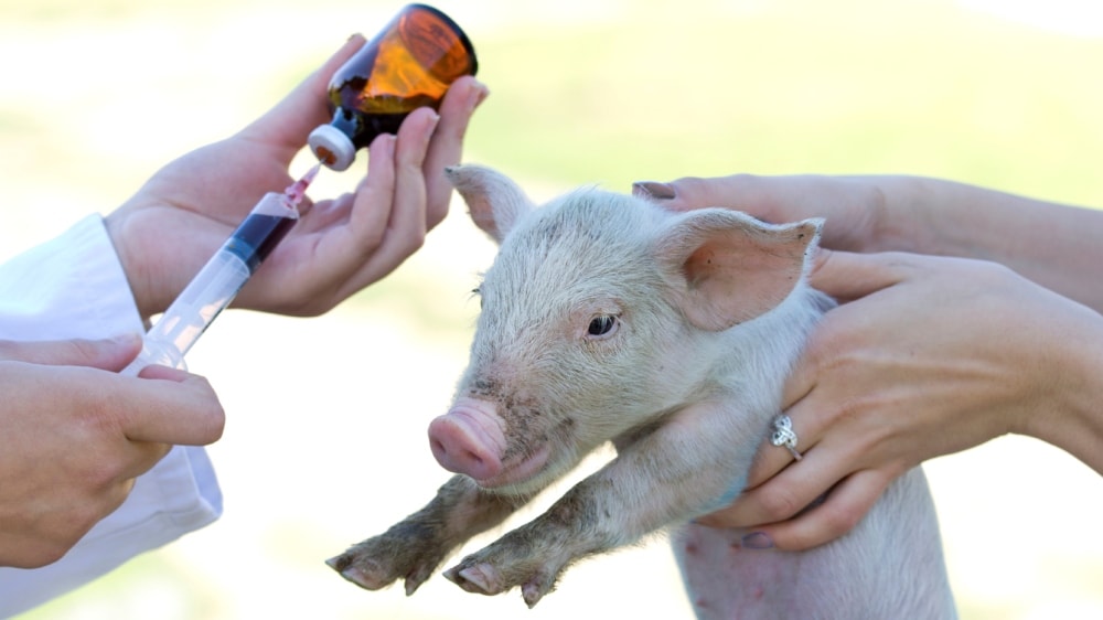 Sanidad animal: aprueban nuevas vacunas contra enfermedades en porcinos y aves