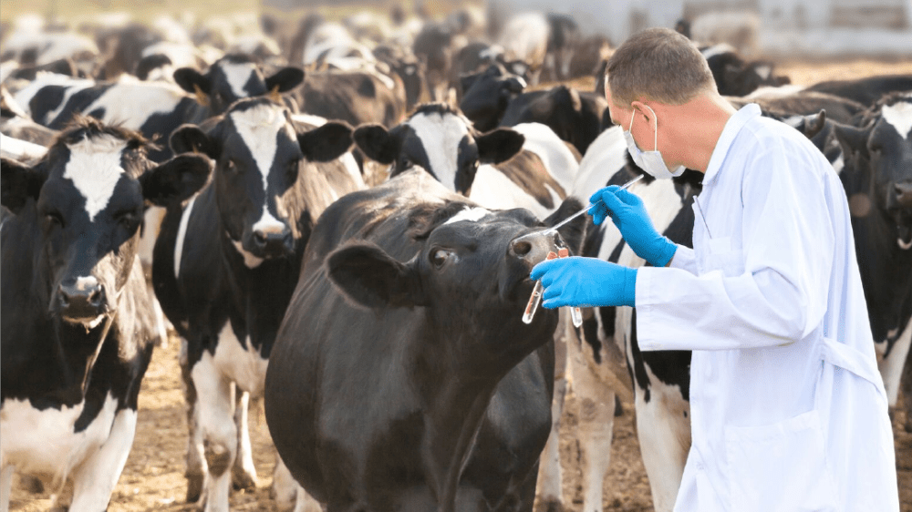 Veterinario atendiendo vacas