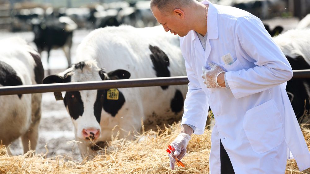 Está prohibido elaborar alimentos para animales con antibióticos