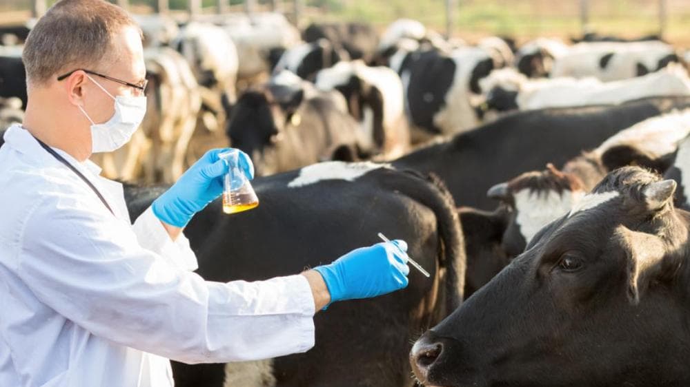 Agencias europeas observan mejoras en la resistencia a los antibióticos en la ganadería