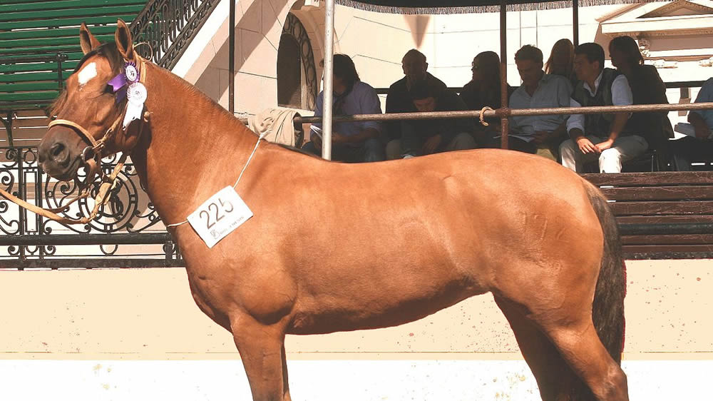 El caballo criollo fue declarado caballo nacional y patrimonio cultural