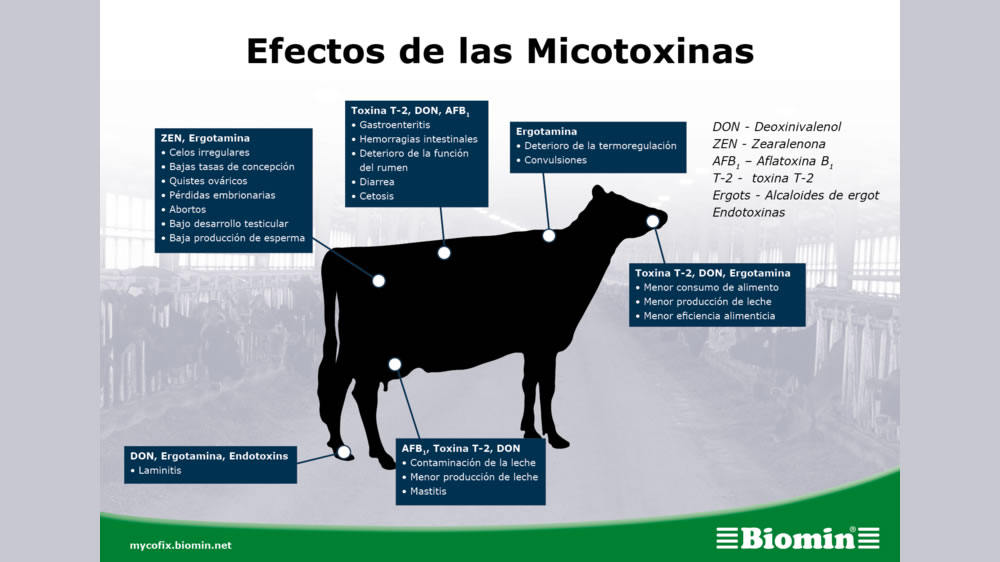 Micotoxinas: cuando la comida puede enfermar